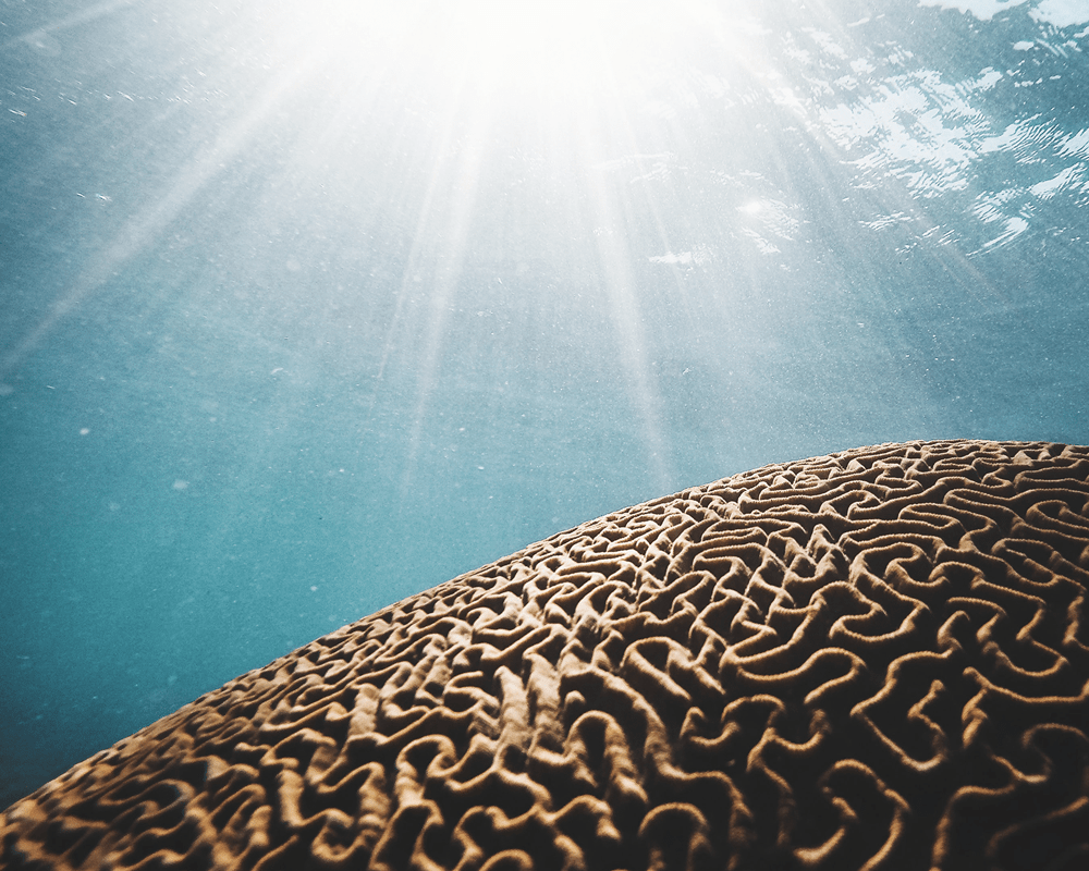 Coral